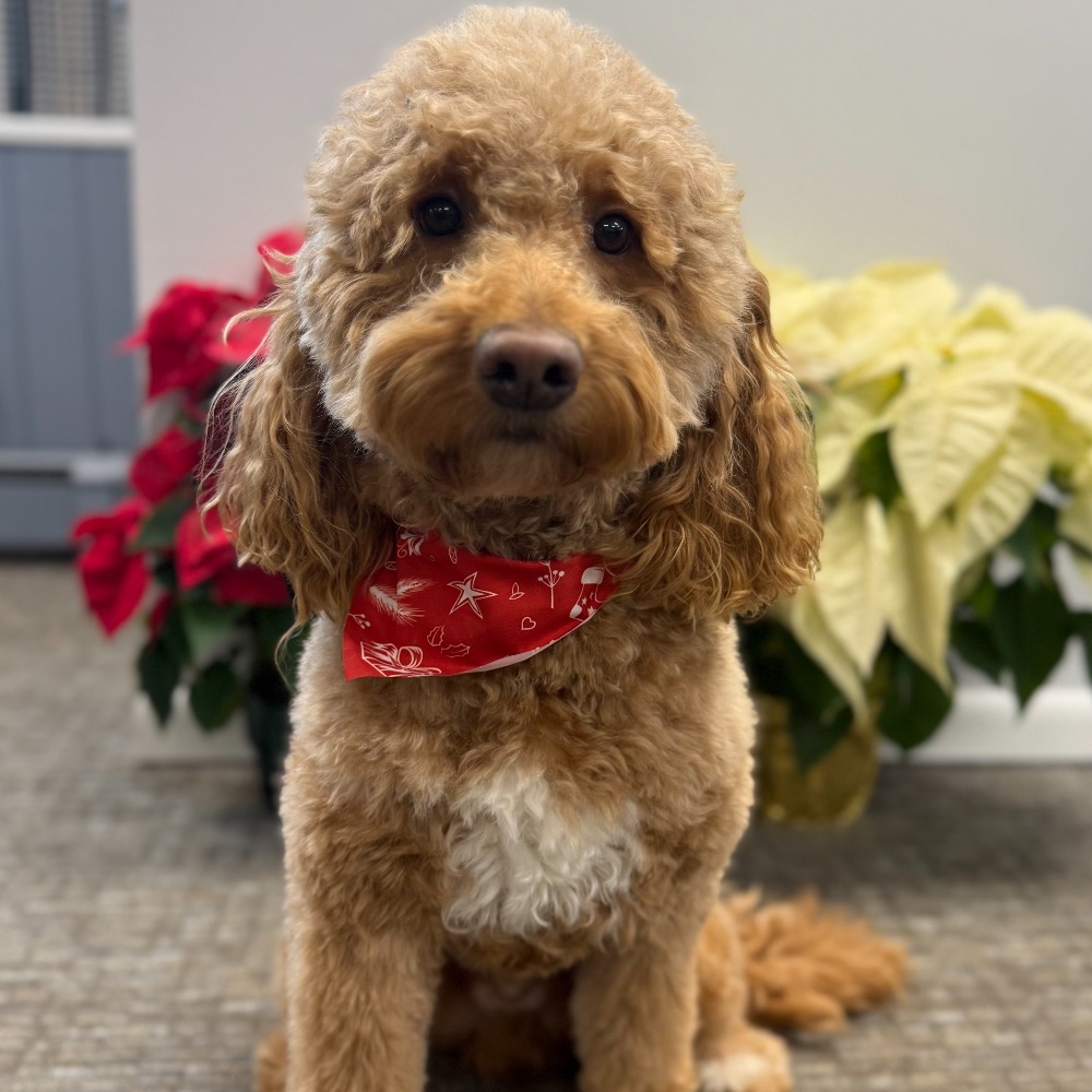 Waffles-square-1000x1000 (1)